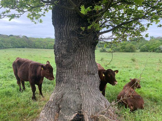 Havering Country Park